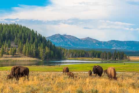 Wildlife drive through the parks