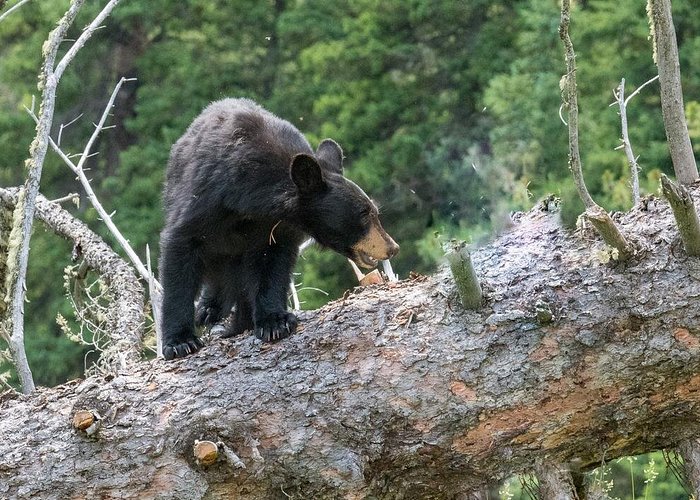 Evening wildlife tour in Yellowstone