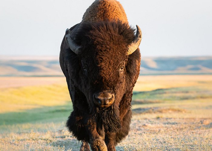 Private all-day Yellowstone Lower Loop tour from Bozeman