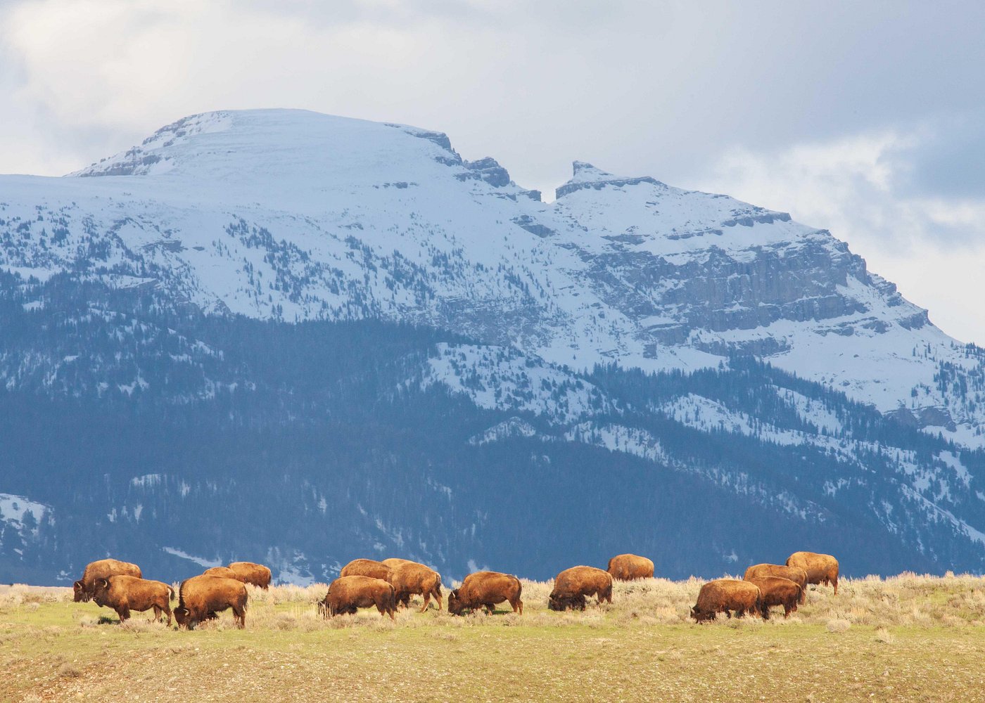 Private full-day Grand Teton safari